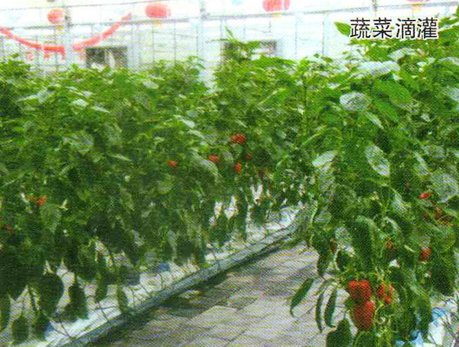 蔬（shū）菜滴灌